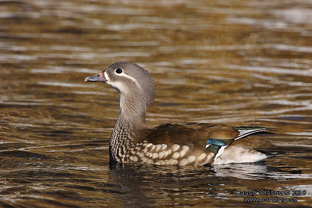 MANDARINAND / MANDARINE DUCK (Aix galericulata) - stor bild / full size