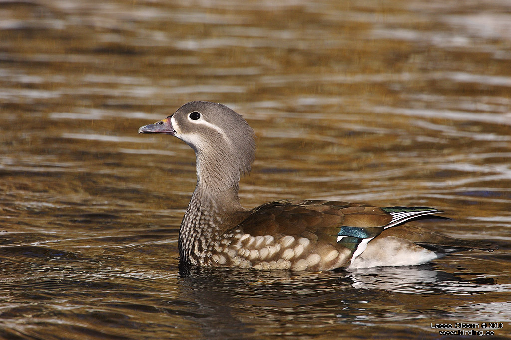 MANDARINAND / MANDARINE DUCK (Aix galericulata) - Stng / Close