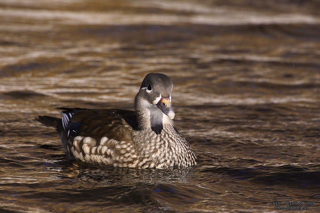 MANDARINAND / MANDARINE DUCK (Aix galericulata) - Stng / Close