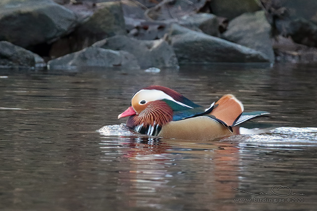 MANDARINAND / MANDARINE DUCK (Aix galericulata) - stor bild / full size