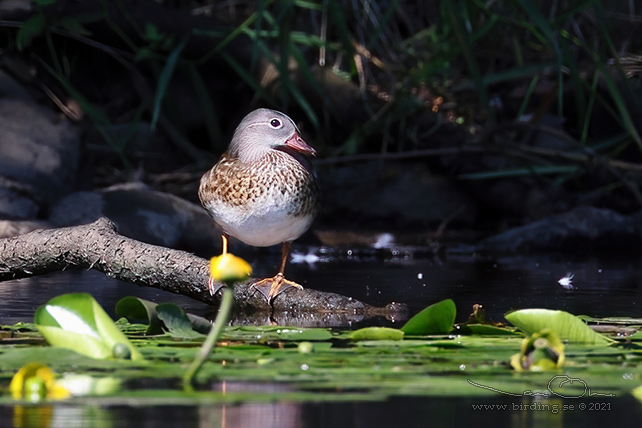 MANDARINAND / MANDARINE DUCK (Aix galericulata) - stor bild / full size