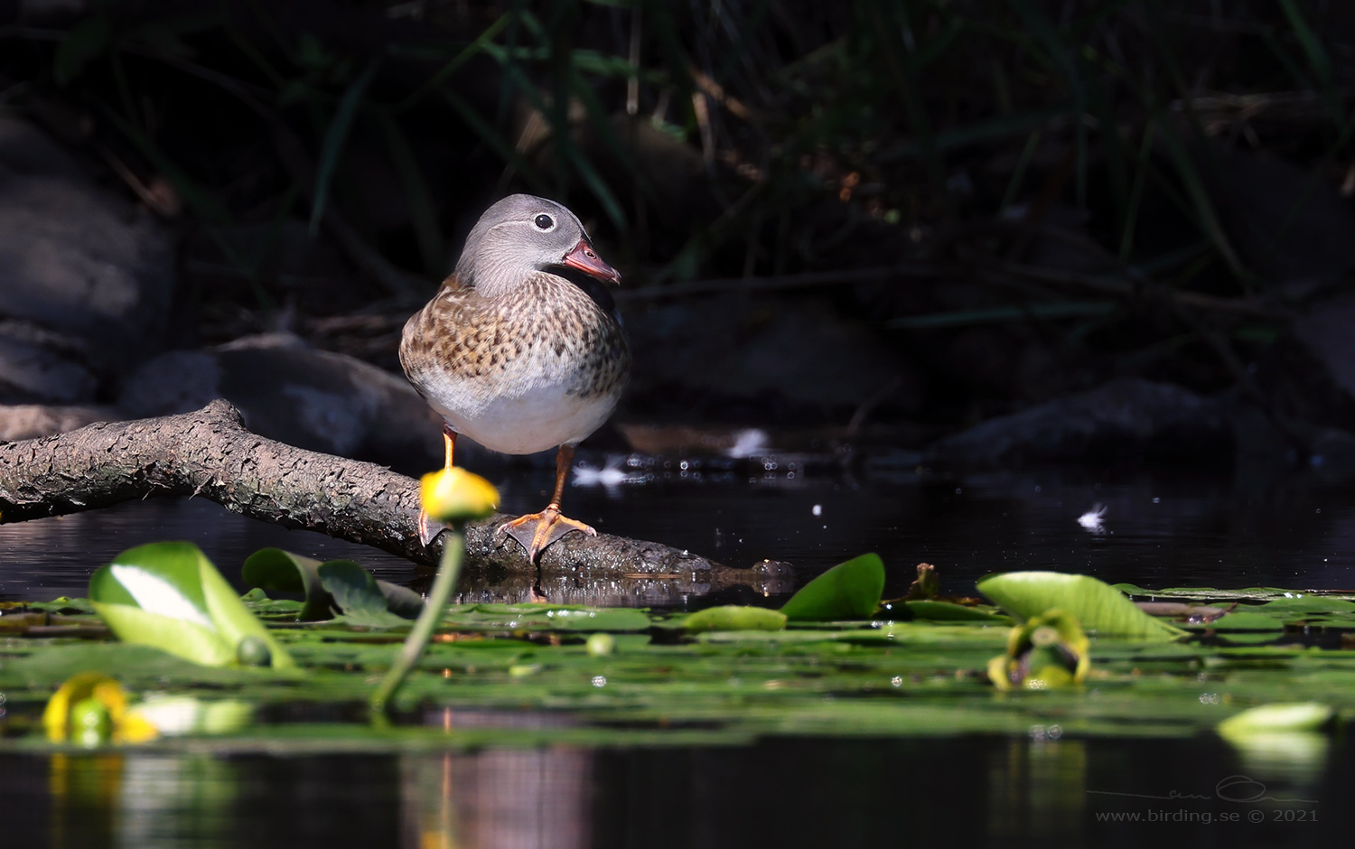 MANDARINAND / MANDARINE DUCK (Aix galericulata) - Stng / Close
