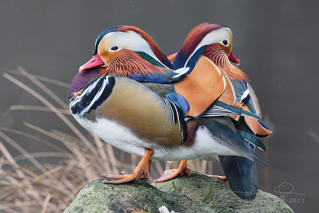 MANDARINAND / MANDARINE DUCK (Aix galericulata) - stor bild / full size