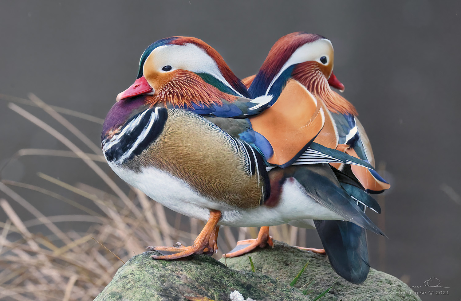 MANDARINAND / MANDARINE DUCK (Aix galericulata) - Stng / Close
