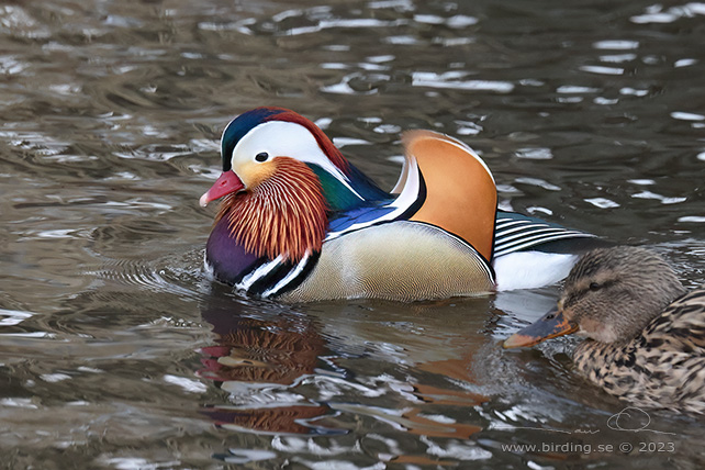 MANDARINAND / MANDARINE DUCK (Aix galericulata) - stor bild / full size