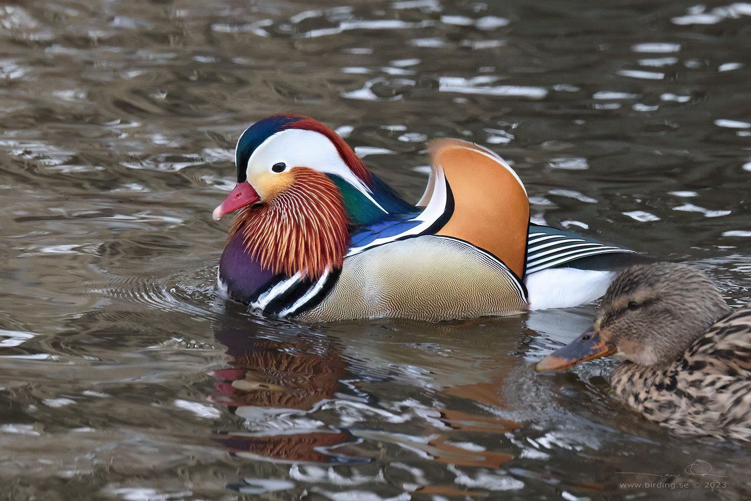 MANDARINAND / MANDARINE DUCK (Aix galericulata) - Stng / Close
