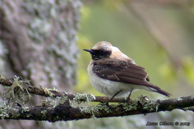 STLIG MEDELHAVSSTENSKVTTA / EASTERN BLACK-EARED WHEATEAR (Oenanthe melanoleuca)