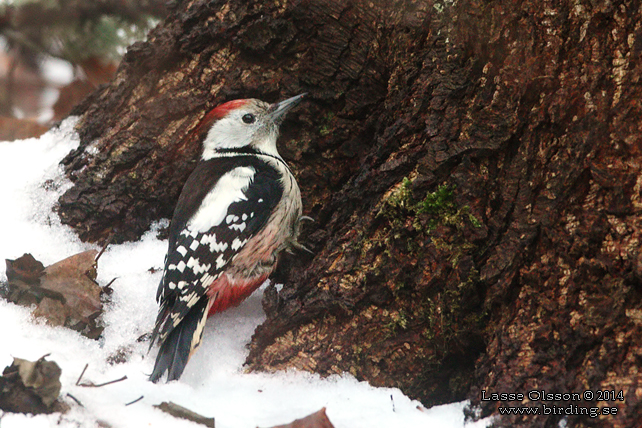 MELLANSPETT / MIDDLE SPOTTED WOODPECKER (Dendrocopos medius) - stor bild / full size