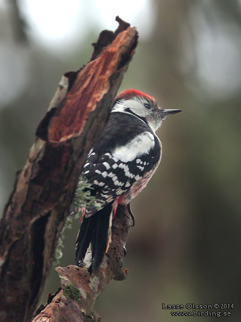 MELLANSPETT / MIDDLE SPOTTED WOODPECKER (Dendrocopos medius) - stor bild / full size