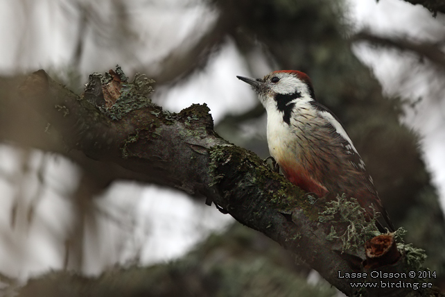 MELLANSPETT / MIDDLE SPOTTED WOODPECKER (Dendrocopos medius) - stor bild / full size