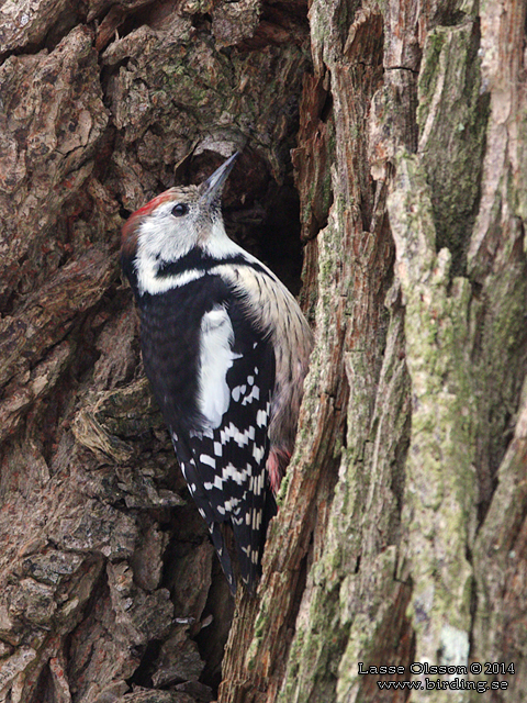 MELLANSPETT / MIDDLE SPOTTED WOODPECKER (Dendrocopos medius) - stor bild / full size