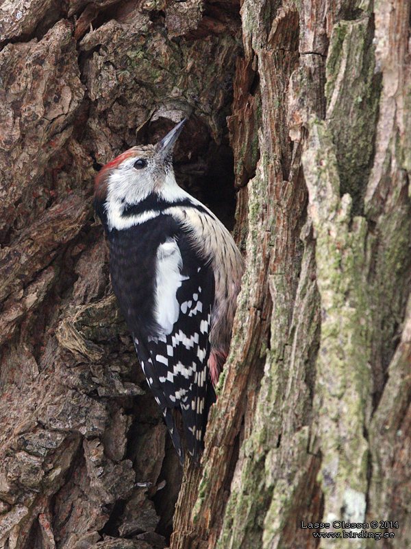 MELLANSPETT / MIDDLE SPOTTED WOODPECKER (Dendrocopos medius) - Stäng / Close