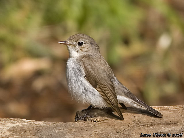 MINDRE FLUGSNAPPARE / RED-BREASTED FLYCATCHER (Ficedula parva)