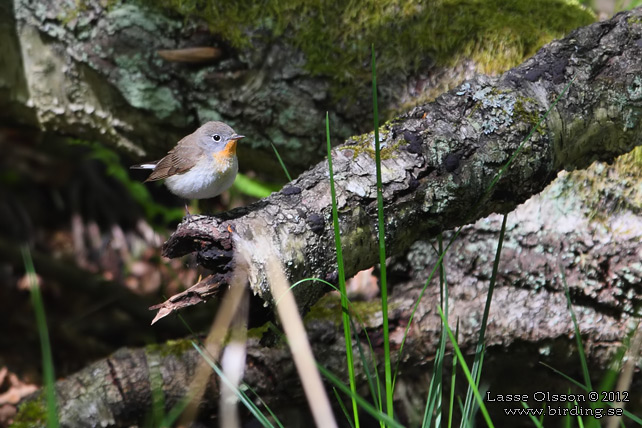 MINDRE FLUGSNAPPARE / RED-BREASTED FLYCATCHER (Ficedula parva) - stor bild / full size