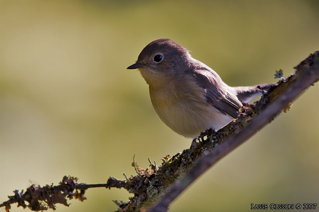 MINDRE FLUGSNAPPARE / RED-BREASTED FLYCATCHER (Ficedula parva) - stor bild / full size