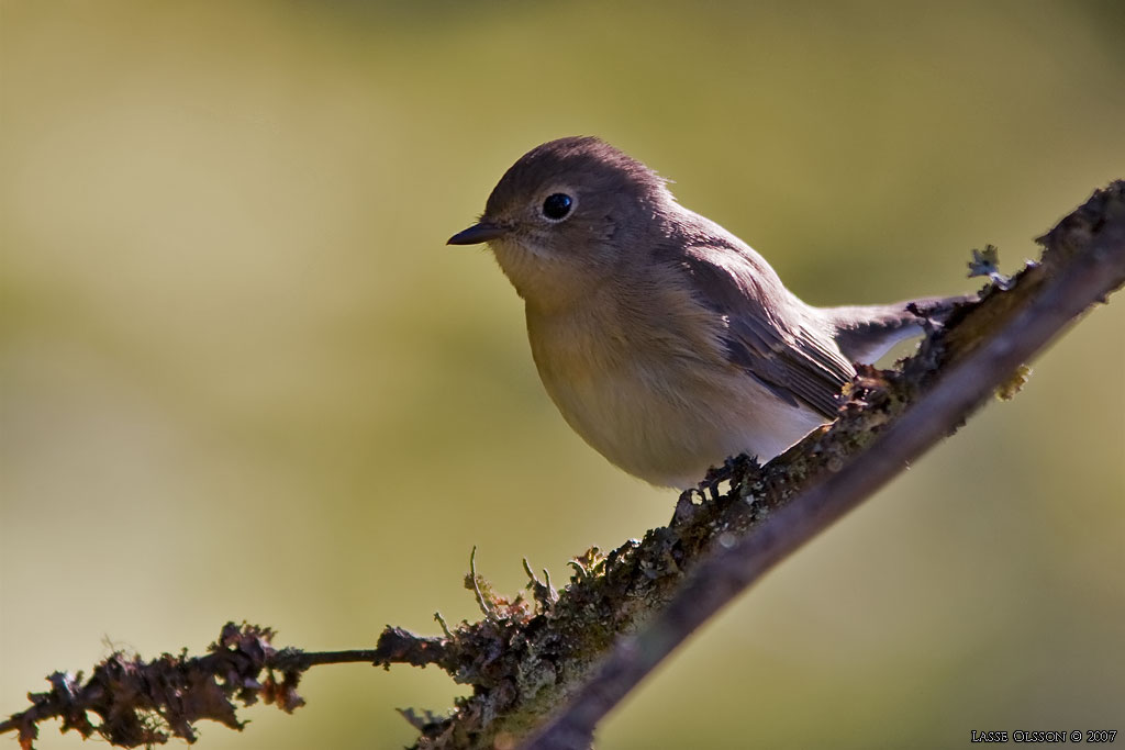 MINDRE FLUGSNAPPARE / RED-BREASTED FLYCATCHER (Ficedula parva) - Stng / Close