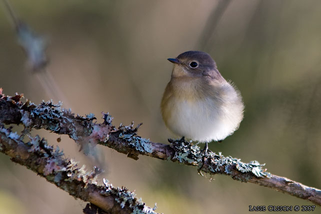 MINDRE FLUGSNAPPARE / RED-BREASTED FLYCATCHER (Ficedula parva) - stor bild / full size