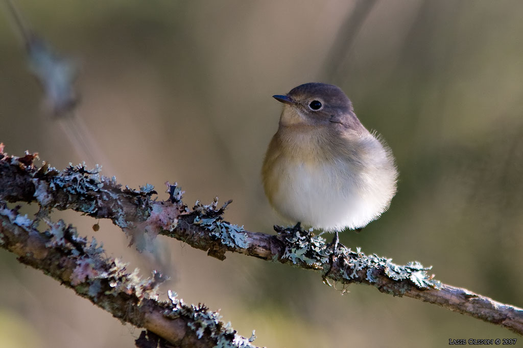 MINDRE FLUGSNAPPARE / RED-BREASTED FLYCATCHER (Ficedula parva) - Stng / Close