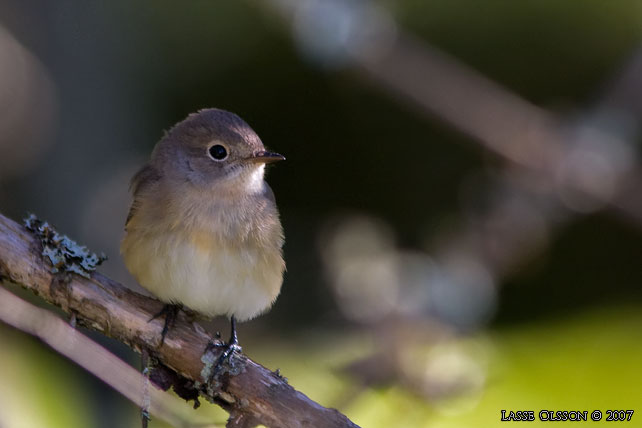 MINDRE FLUGSNAPPARE / RED-BREASTED FLYCATCHER (Ficedula parva) - stor bild / full size