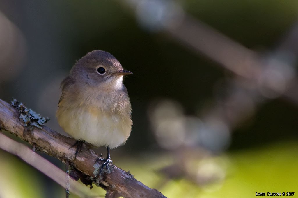 MINDRE FLUGSNAPPARE / RED-BREASTED FLYCATCHER (Ficedula parva) - Stng / Close