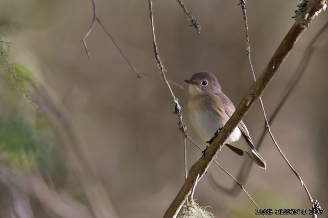 MINDRE FLUGSNAPPARE / RED-BREASTED FLYCATCHER (Ficedula parva) - stor bild / full size