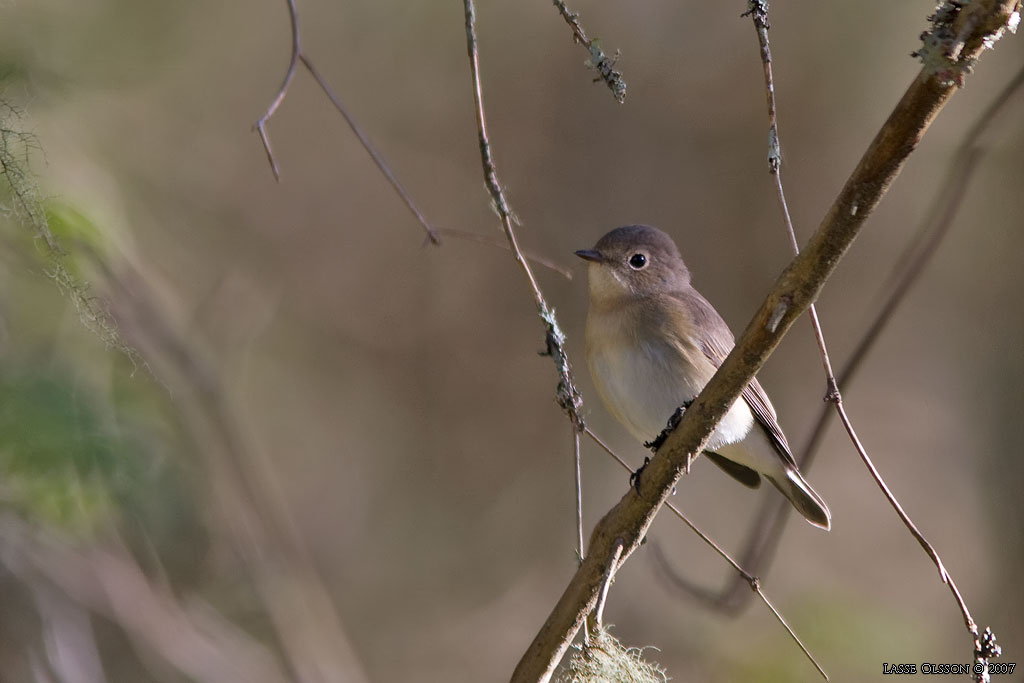 MINDRE FLUGSNAPPARE / RED-BREASTED FLYCATCHER (Ficedula parva) - Stng / Close