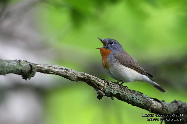 MINDRE FLUGSNAPPARE / RED-BREASTED FLYCATCHER (Ficedula parva) - stor bild / full size