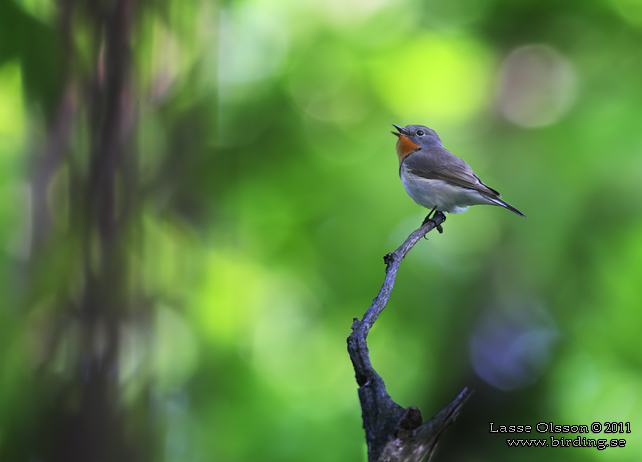 MINDRE FLUGSNAPPARE / RED-BREASTED FLYCATCHER (Ficedula parva) - stor bild / full size