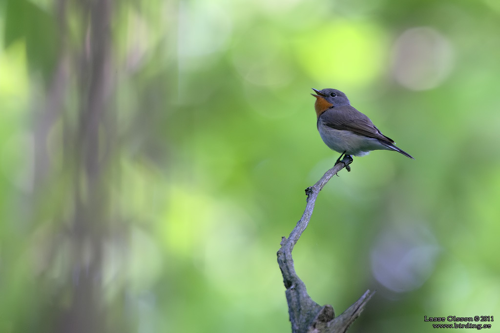 MINDRE FLUGSNAPPARE / RED-BREASTED FLYCATCHER (Ficedula parva) - Stng / Close