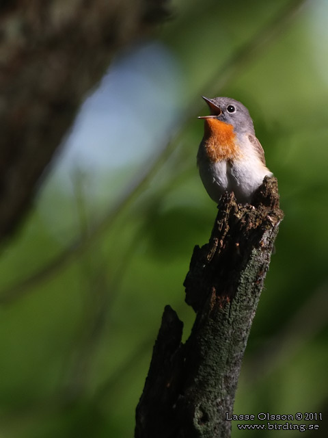 MINDRE FLUGSNAPPARE / RED-BREASTED FLYCATCHER (Ficedula parva) - stor bild / full size