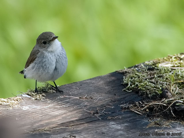 MINDRE FLUGSNAPPARE / RED-BREASTED FLYCATCHER (Ficedula parva)