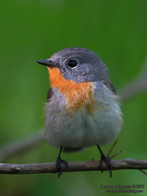 MINDRE FLUGSNAPPARE / RED-BREASTED FLYCATCHER (Ficedula parva) - stor bild / full size