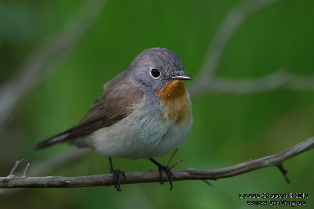 MINDRE FLUGSNAPPARE / RED-BREASTED FLYCATCHER (Ficedula parva) - stor bild / full size