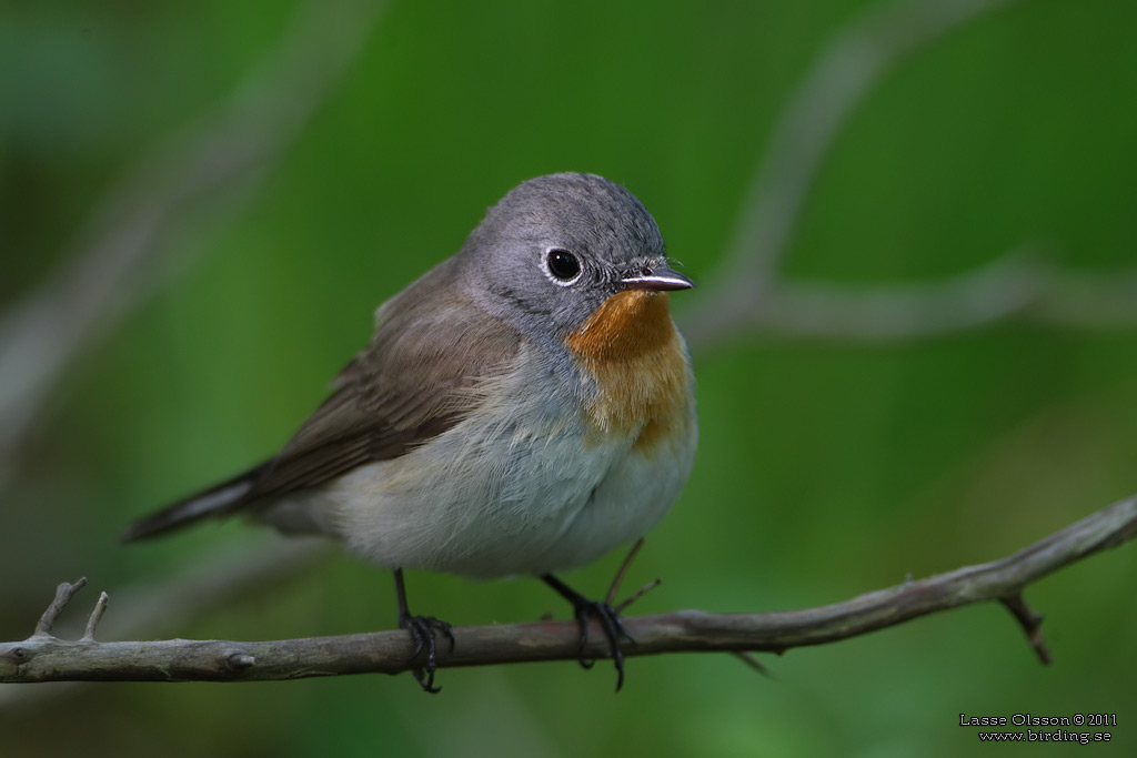 MINDRE FLUGSNAPPARE / RED-BREASTED FLYCATCHER (Ficedula parva) - Stng / Close