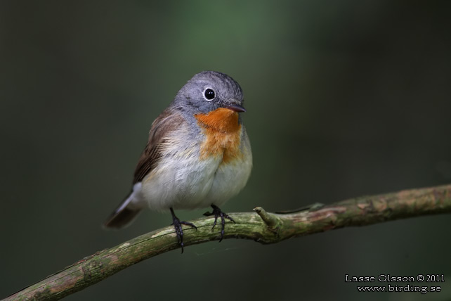 MINDRE FLUGSNAPPARE / RED-BREASTED FLYCATCHER (Ficedula parva) - stor bild / full size