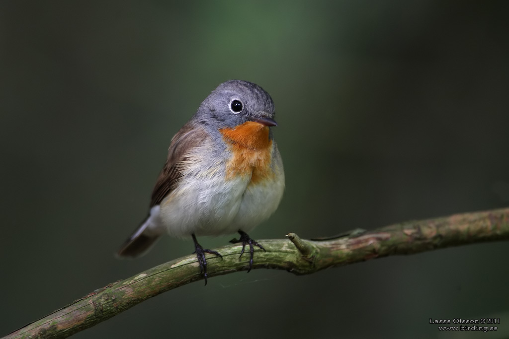 MINDRE FLUGSNAPPARE / RED-BREASTED FLYCATCHER (Ficedula parva) - Stng / Close