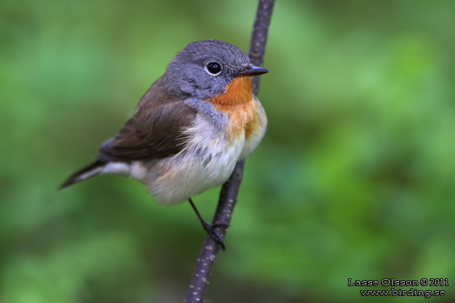 MINDRE FLUGSNAPPARE / RED-BREASTED FLYCATCHER (Ficedula parva) - stor bild / full size