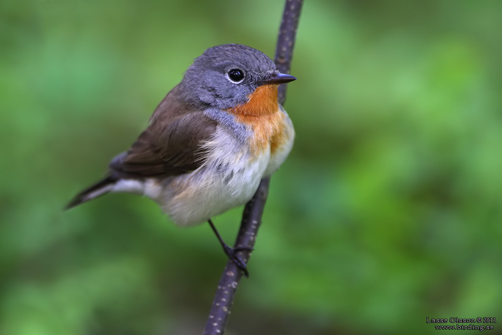 MINDRE FLUGSNAPPARE / RED-BREASTED FLYCATCHER (Ficedula parva) - Stng / Close