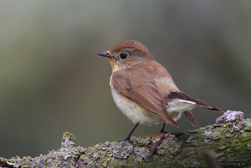 MINDRE FLUGSNAPPARE / RED-BREASTED FLYCATCHER (Ficedula parva) - Stng / Close