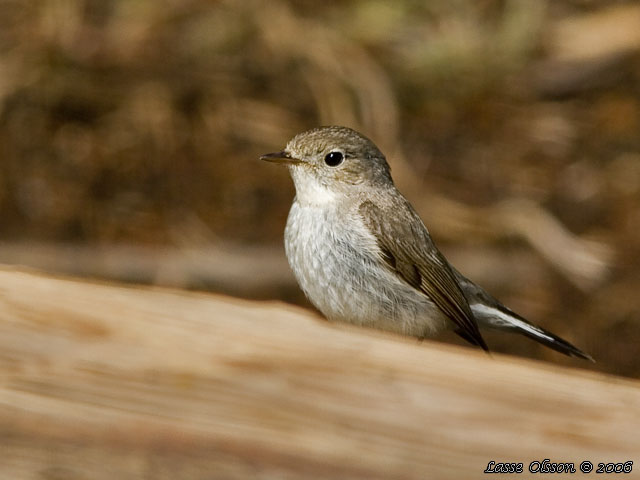 MINDRE FLUGSNAPPARE / RED-BREASTED FLYCATCHER (Ficedula parva)