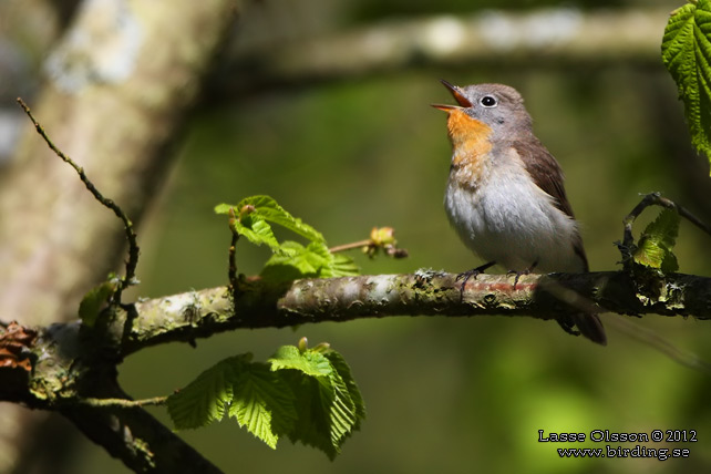 MINDRE FLUGSNAPPARE / RED-BREASTED FLYCATCHER (Ficedula parva) - stor bild / full size