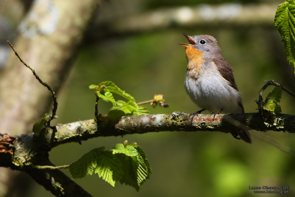 MINDRE FLUGSNAPPARE / RED-BREASTED FLYCATCHER (Ficedula parva) - Stng / Close