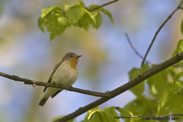 MINDRE FLUGSNAPPARE / RED-BREASTED FLYCATCHER (Ficedula parva) - stor bild / full size