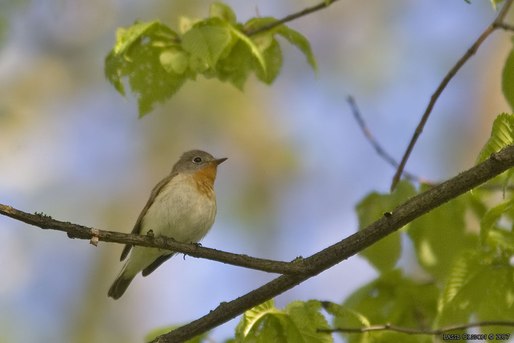 MINDRE FLUGSNAPPARE / RED-BREASTED FLYCATCHER (Ficedula parva) - Stng / Close