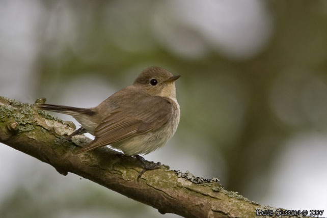 MINDRE FLUGSNAPPARE / RED-BREASTED FLYCATCHER (Ficedula parva) - stor bild / full size