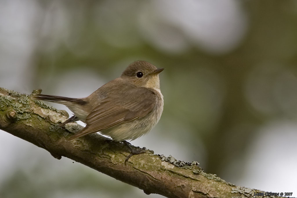 MINDRE FLUGSNAPPARE / RED-BREASTED FLYCATCHER (Ficedula parva) - Stng / Close