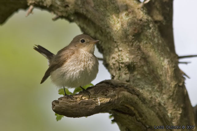 MINDRE FLUGSNAPPARE / RED-BREASTED FLYCATCHER (Ficedula parva) - stor bild / full size