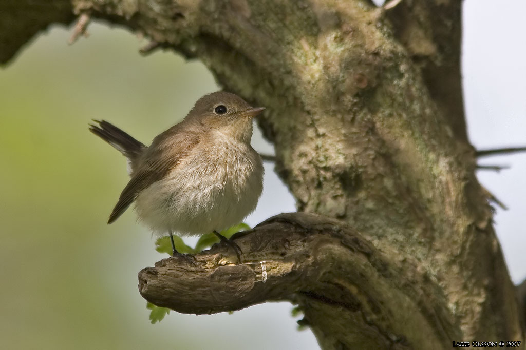 MINDRE FLUGSNAPPARE / RED-BREASTED FLYCATCHER (Ficedula parva) - Stng / Close