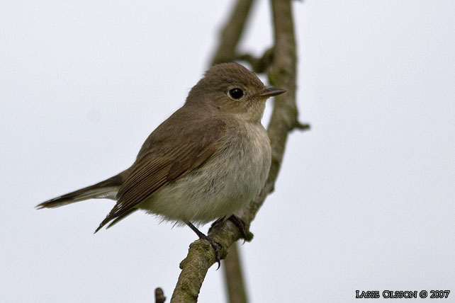 MINDRE FLUGSNAPPARE / RED-BREASTED FLYCATCHER (Ficedula parva) - stor bild / full size