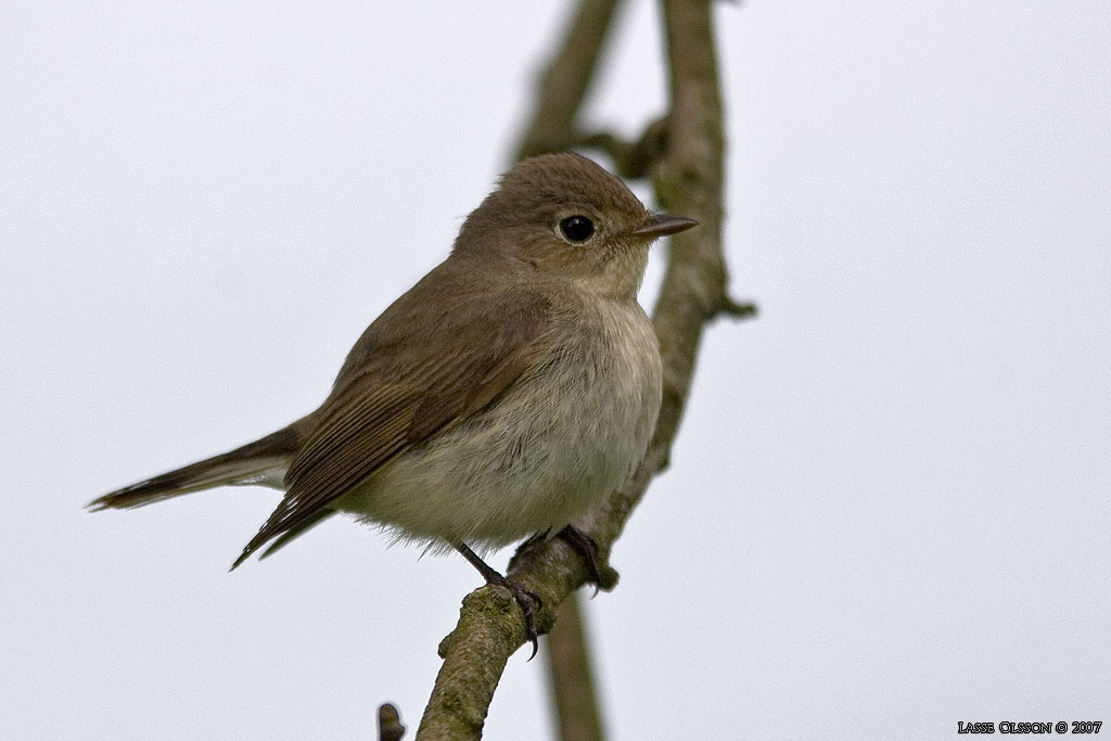 MINDRE FLUGSNAPPARE / RED-BREASTED FLYCATCHER (Ficedula parva) - Stng / Close